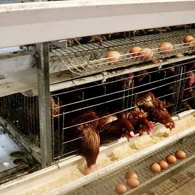 Büyük Ölçekli Çiftlik Yumurta Satış İçin Güçlü A Tipi Katmanlı Tavuk Kafesi Kolay Temizlenir