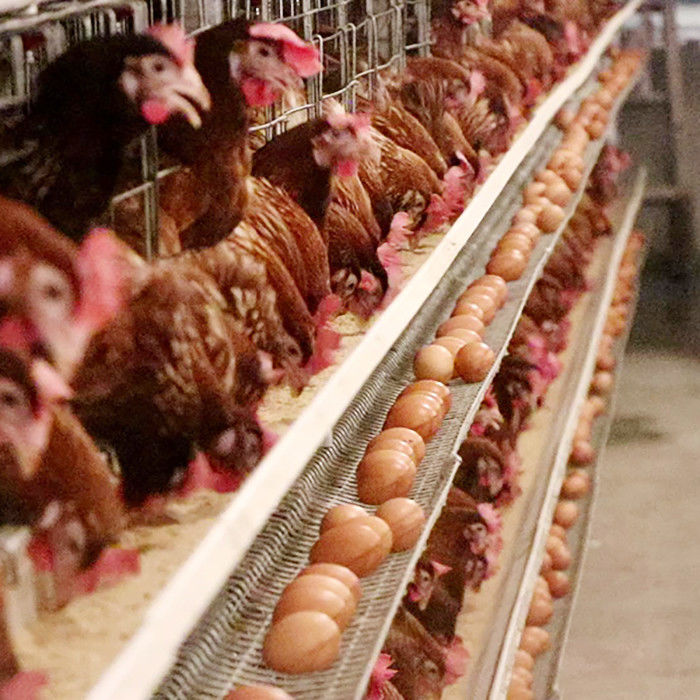 Otomatik Besleme Yumurta Döşeme Tavuk Kafesleri, Q235 Çelik Tel Katmanlı Kuş Kafesi