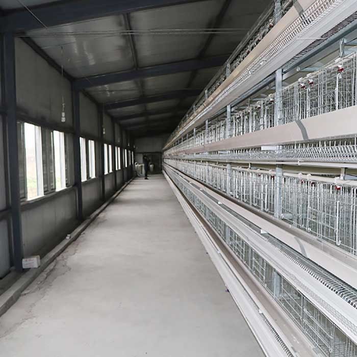Yumurtalı Kablolu Katman Tarım Kafesi, Bilimsel Tasarlanmış Katman Tavuk Kafesleri