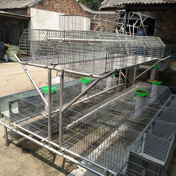 2 Katmanlı Ticari Tavşan Yetiştiriciliği Kafesleri Otomatik İçme ve Temizleme