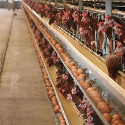4 Tier H Tipi Broiler Tavuk Kafesi Otomatik Yemleme ve İçme Hasır