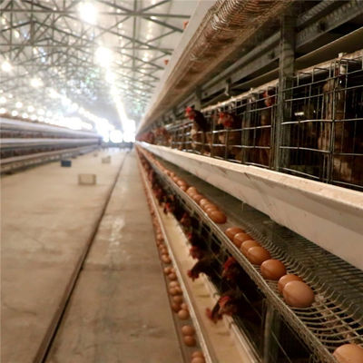 3 Tier 96 Kuş / Yemlemeli Yumurta Toplama Sistemli Tavuk Kafesi