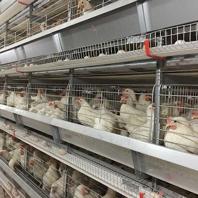 Çiftlik Yükseltme Katmanlı Tavuk Kafesi Aydınlatma ile Yüksek Verimli Emek Tasarrufu
