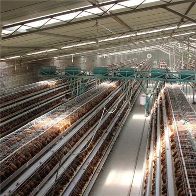 Tavuk Çalışma Emek Tasarrufu için H Tipi 4 Katmanlı Otomatik Tavuk Besleme Sistemi