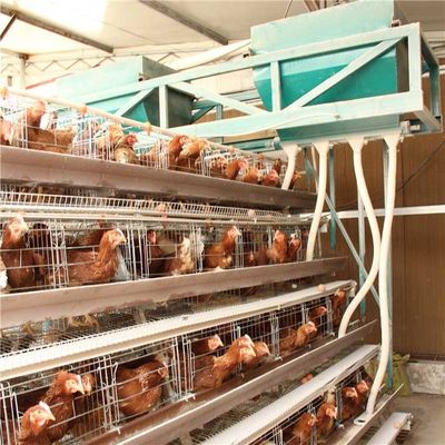 Yüksek Yoğunluklu Tavuk Besleme Ekipmanları, Broyler Otomatik Besleyici Enerji Tasarrufu