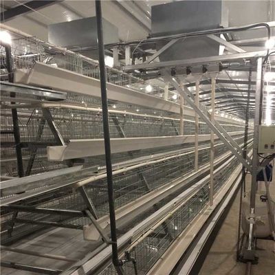 Büyük Ölçekli Çiftlik Otomatik Tavuk Besleme Sistemi Hızlı Taşıma Hızı