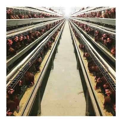 Broiler 3 Katlı 4 Katlı Tavuk Kafesi Otomatik Yumurta Toplayıcı