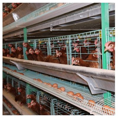 Otomatik Yetiştirme 8 Kapılı Broiler Tavuk Kafesi Hayvancılık Sıcak Daldırma