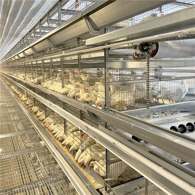 5000 Kuş İçin Kümes Hayvanları Yetiştiriciliği galvanizli Yumurta Katman Tavuk Kafesi