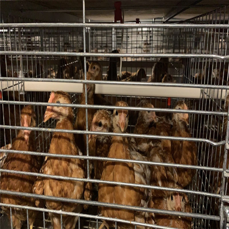 Çiftlik Uygulaması İçin OEM Kanatlı Tavuk Katmanlı Kafes Çerçeve Yapısı