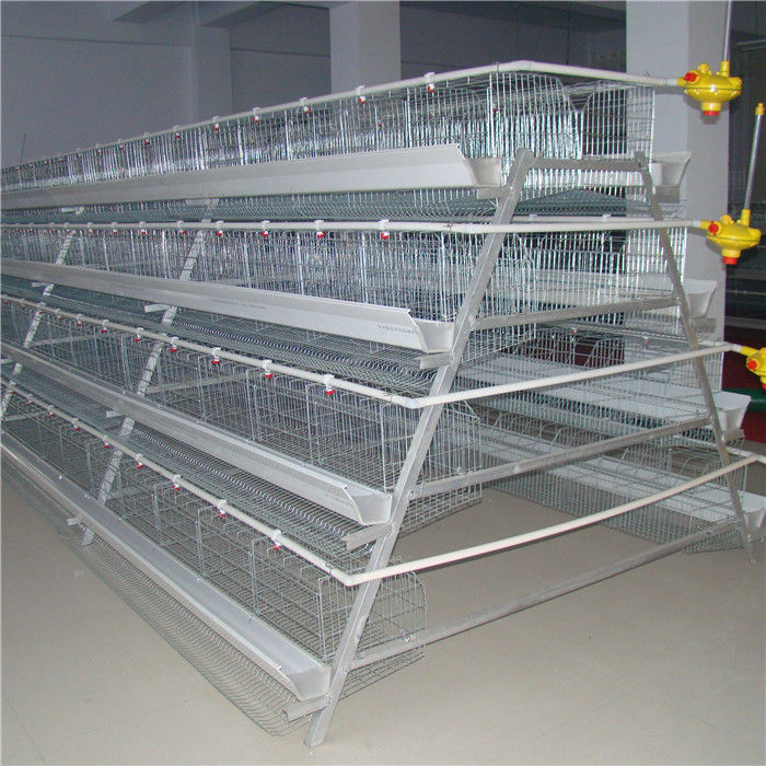 Tavuk Yetiştiriciliği 3 Katlı A Çerçeve Katman Kafesleri Otomatik Gübre Sistemi