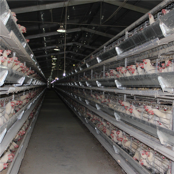 192 Kuş Bebek Tavuk Kafesi Kümes Hayvanları Çiftliği Ekipmanları Otomatik İçme