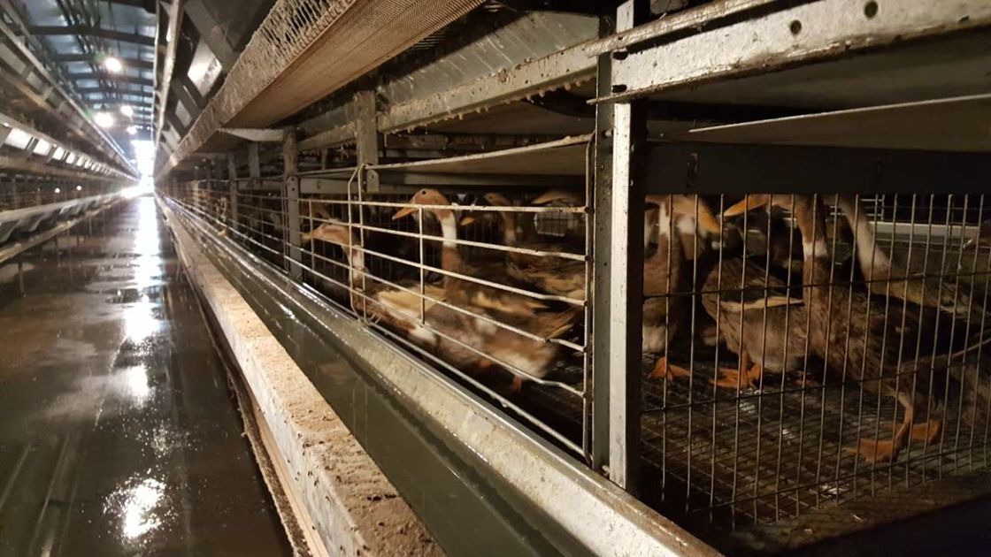 Yumurta Ördekler İçin Sıcak Daldırma Galvanizli Kanatlı Ördek Kafesi / Anti Pas Kanatlı Kafesi