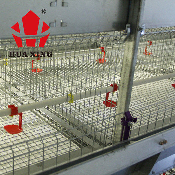 Hayvan Tavukçuluk Hayvancılık İçin Otomatik Broyler Tavuk Kafesi Dayanıklı