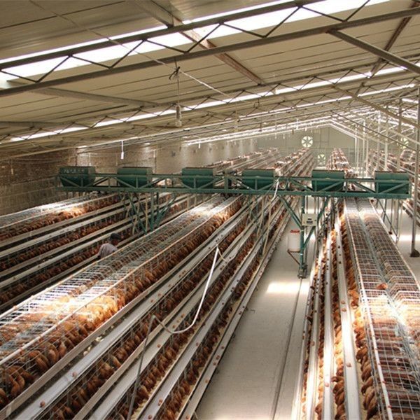 Pil Gücü Katlı Tavuk Kafesi Kayışlı / Kazıyıcı Gübre Kaldırma Sistemi