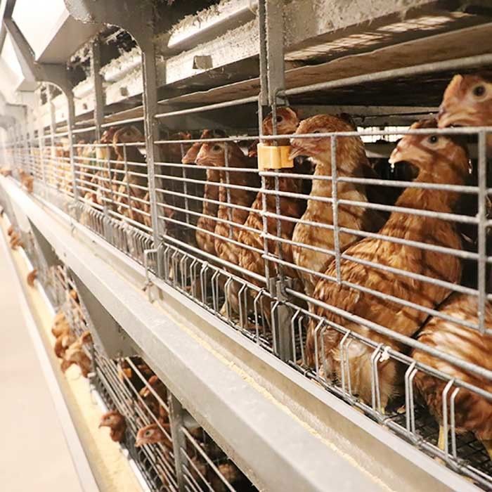 Paslanma Önleyici Tavuk Yumurta Kafesi Yumurtlayan Tavuklar Pil Kafesi Yetiştiriciliği
