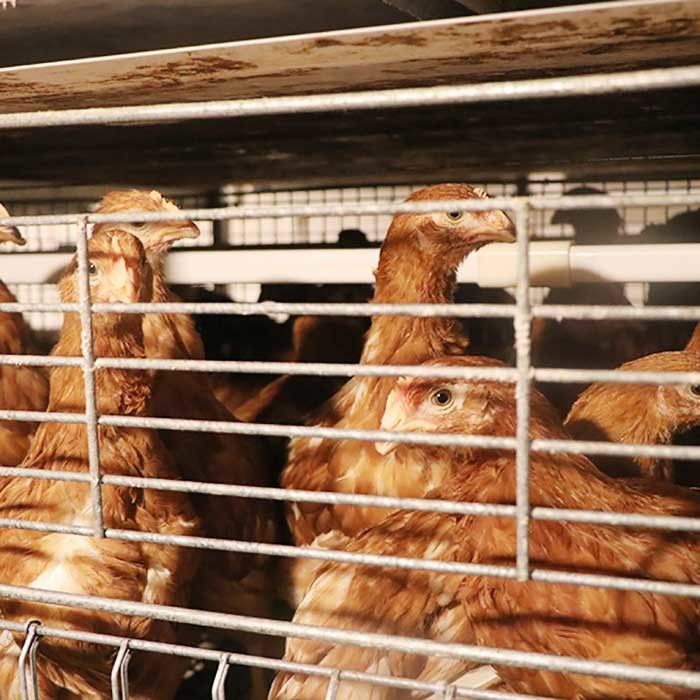 Sıcak Daldırma Galvanizli Tel Tavuk Kafesleri, Ticari Tavuk İşleme Ekipmanları