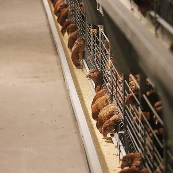 Paslanma Önleyici Tavuk Yumurta Kafesi Yumurtlayan Tavuklar Pil Kafesi Yetiştiriciliği