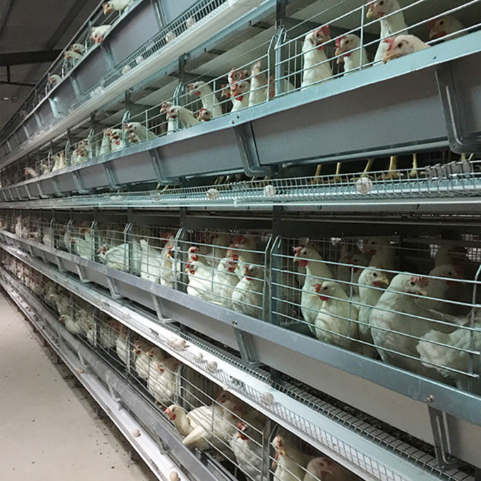 4 - 8.5m Otomatik Yumurta Toplayıcı ile Tavuk Tavuk Kafesi Pil Kontrolü Yükseltme