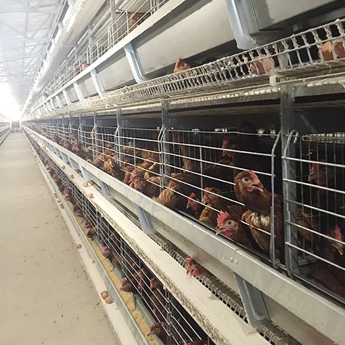 Çiftlik Yükseltme Katmanlı Tavuk Kafesi Aydınlatma ile Yüksek Verimli Emek Tasarrufu