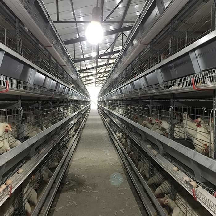 4 - 8.5m Otomatik Yumurta Toplayıcı ile Tavuk Tavuk Kafesi Pil Kontrolü Yükseltme