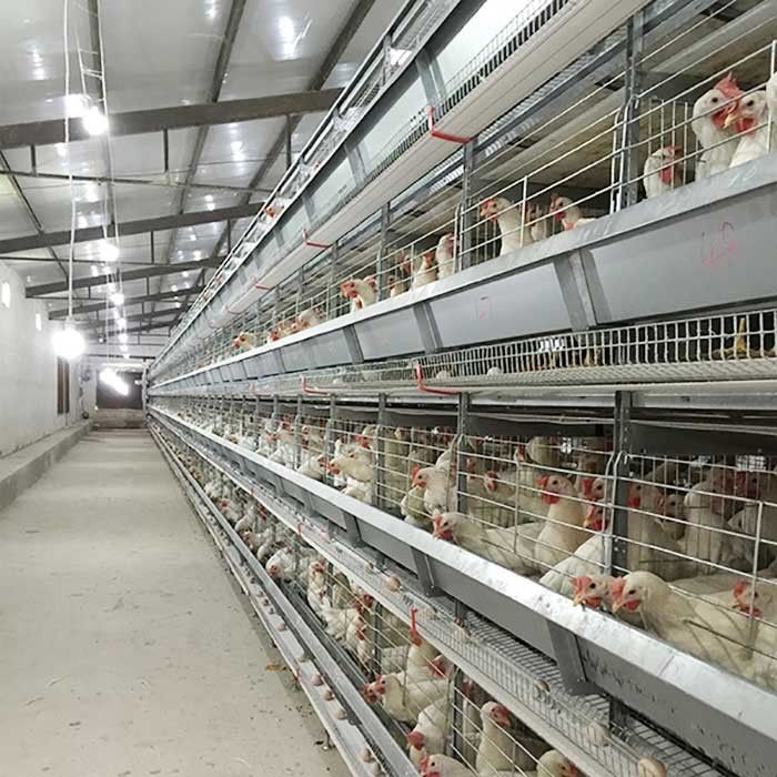 120 * 60 * 70 cm Kümes Tavuk Kafesi Otomatik Kontrol Emek Tasarrufu Çevre Dostu