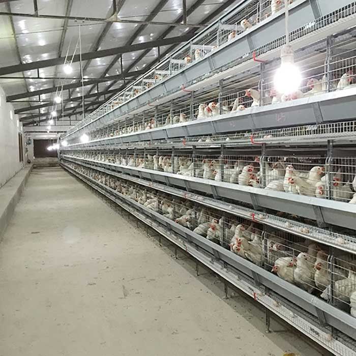120 * 60 * 70 cm Kümes Tavuk Kafesi Otomatik Kontrol Emek Tasarrufu Çevre Dostu