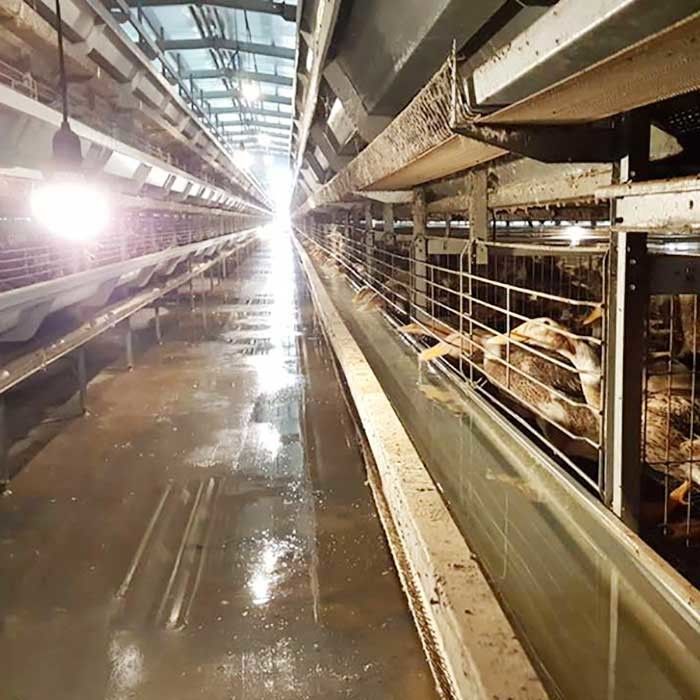 Yumurtalar için Dayanıklı Otomatik Ördek Kafesi Fabrikası Ticari Ördek Kafesi