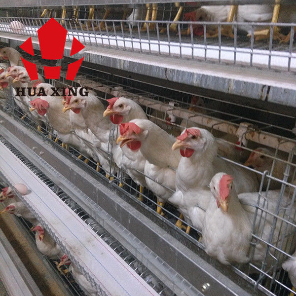Kafes Üreticisi 90-160 Kuş Sıcak Galvaniz Döşeme Tavuk Yetiştiriciliği Ekipmanları Katmanlı Tavuk Kafesi