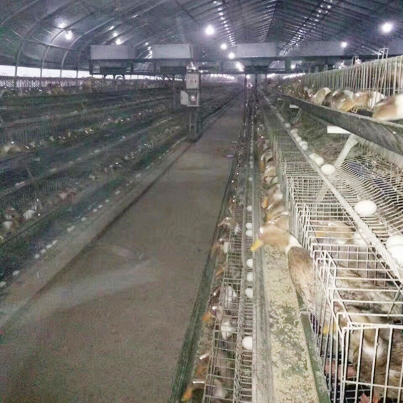 Tavuk Çiftliği İçin Bir Çerçeve Tavuk Katmanı Ördek Yetiştiriciliği Çiftliği Kafesi
