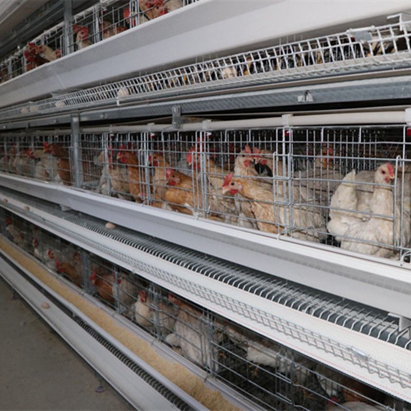 4tier H Tipi 128 Kuş Tavuk Yumurta Kafesi Kemerli Otomatik Temizleme Sistemi