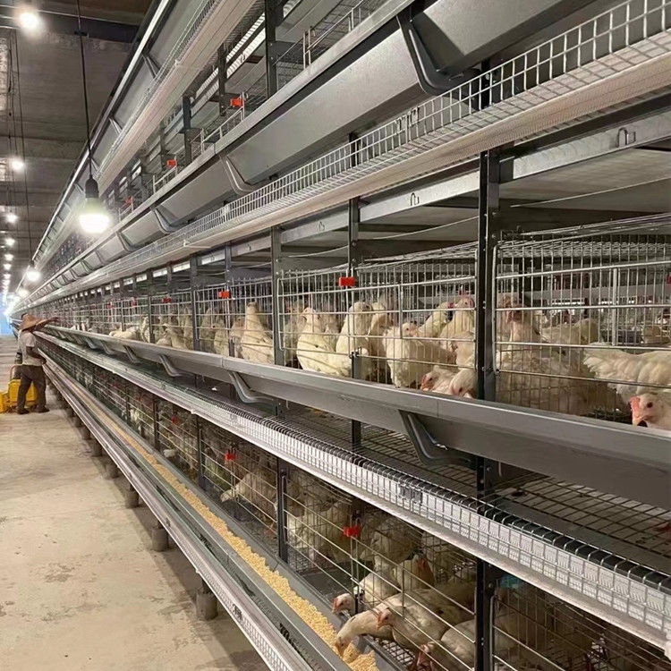 Tavuk Çiftlikleri İçin Tam Otomatik Pil H Tipi Katmanlı Tavuk Kafesi