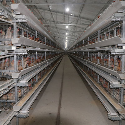 4tier H Tipi 128 Kuş Tavuk Yumurta Kafesi Kemerli Otomatik Temizleme Sistemi